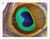 Peacock Feather Shed Naturally Paper Print Wall Art (8in. x 10in.)