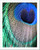 Peacock Feather Colors Paper Print Wall Art (10in. x 8in.)