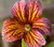 NIKA SEEDS - Flowers Painted Tongue Mix (Salpiglossis) Annual - 1000 Seeds