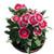 Dianthus Sweet William Flower Seed 40Plus Plant Mix Non-GMO Flower Seeds Dianthus barbatus