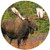 Moose Puzzle A-Round 140 Piece Round Jigsaw Puzzle