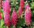 40Plus Rose Colored Lupinus Flower ( WGWP) ct