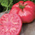Burpee 'Caspian Pink' Heirloom - Large Pink Beefsteak Slicing Tomato - 30 Seeds