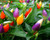 NIKA SEEDS - Vegetable Ornamental Pepper Mix Decorative Rainbow Plant - 30 Seeds