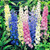 NIKA SEEDS - Flowers Rocket Larkspur Giant Imperial Mix Annual - 70 Seeds