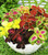 NIKA SEEDS - Flowers Coleus Mix - 100 Seeds
