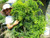 NIKA SEEDS - Herb Dill Mammoth Giant Variety 40 Days - 2000 Seeds
