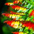 NIKA SEEDS - Flowers Firecracker Vine (Quamoclit) - 20 Seeds