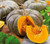 NIKA SEEDS - Vegetable Pumpkin Pumpkin East (Cucurbita Maxima) - 5 Seeds