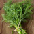 Bouquet Dill Herb, 1500+ Premium Heirloom Seeds, Add Fresh Dill to Your Home herb Garden! (Isla's Garden Seeds), Non GMO, 80-85% Germination Rates, Highest Quality Seed