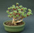 Joshua Tree Bonsai Seeds - 10 Seeds to Grow - Highly Prized Joshua Tree - Made in USA, Ships from Iowa