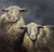 Posterazzi Collection Two Sheeps Poster Print by Atelier B Art Studio (12 x 12)