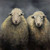 Posterazzi Collection Sheeps Wool Poster Print by Atelier B Art Studio (12 x 12)