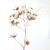 Posterazzi Collection Cotton Flowers Branch Poster Print by Atelier B Art Studio (12 x 12)