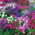 Outsidepride Verbena Mix - 1000 Seeds