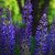 Outsidepride Perennial Lupine Plant Seeds - 500 Seeds