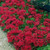 Outsidepride Sedum Summer Glory Ground Cover Plant Seed - 1000 Seeds