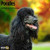 Poodles 2019 16 Month Wall Calendar 12 x 12 Inches