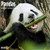 Pandas 2019 16 Month Wall Calendar 12 x 12 Inches