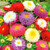 NIKA SEEDS - Flowers Pompon Aster Suprim Mix Annual - 100 Seeds