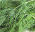 Bulk Organic Dill Seed Non GMO (1 lb)