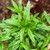 NIKA SEEDS - Herb Summer Savory Medicinal - 1000 Seeds