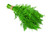 Dill, Dwarf Fernleaf - Herb Seeds