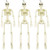 XONOR 3 Packs 16 Posable Halloween Skeleton - Halloween Full Body Skeleton with Movable Joints for Haunted House Graveyard Props Decoration
