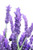 RDR Seeds 100 Lavender Vera Seeds  AKA Original Lavender, True Lavender, English Lavender, Lavandula Angustifolia