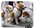 Mouse Pad - Dogs Canines Pets Leash Leashed Led Dog-Walker