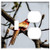 2-Gang, Toggle Outlet Combination Wall Plate Cover - Parrot Red Color Pen Feather Red Pen Red Feathers