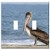 Switch Plate Double Toggle - Pelican Ave Animal Pen Bird Sea Water Waterfowl