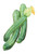 Burpee Italian Ribbed Zucchini Summer Squash Seeds 40 seeds