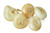 Burpee Cippolina Borretana Onion Seeds 600 seeds