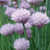 Burpee Common Chives Seeds 1000 seeds