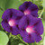 Burpee Grandpa Ott Morning Glory Seeds 60 seeds Burpee Grandpa Ott Morning Glory Seeds 60 seeds