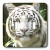 3dRose lsp_4845_2 White Tiger Double Toggle Switch