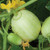 Burpee Crystal Apple Cucumber Seeds 25 seeds
