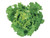 Burpee Green Ice Lettuce Seeds 1000 seeds