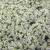 Burpee Carpet of Snow Alyssum Seeds 2500 seeds