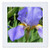 3dRose qs_22731_1 Lavender Iris Quilt Square, 10 by 10-Inch