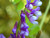 HAIRY VETCH SEEDS,used as a cover crop, green manure, pasture, silage, and hay.