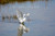 Landing Young Great White Egret, Photography, Wildlife Photography, Wall Decor, Fine Art, Bird Photography
