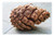 LESGAULEST Doormat Floor Rug/Mat (23.6 x 15.7 inch) - Pinecone Autumn Decoration Forest Tree Nature