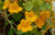 30 Pcs Nasturtium Flower Seeds Yellow Nasturtium Seeds