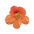Burpee Vesuvius Nasturtium Seeds 50 seeds