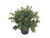 Premier Plant Solutions 18004 Red Star Hypericum, 1 Gallon