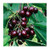 Black Cherry Fruit Tree Seeds, 25 Seeds Per Packet, Non GMO Seeds