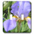 3dRose LLC lsp_22731_2 Lavender Iris, Double Toggle Switch