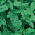 Burpee Sweet Organic Basil Seeds 300 seeds